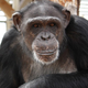 Jamie, a 38-year-old female chimp, is quite aggressive. But is she socially dominant?